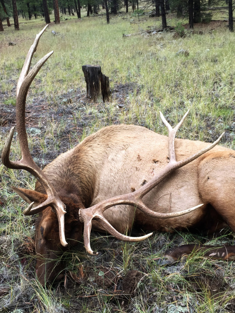 Elk – Guided/Public Land – Fully Accommodated – Kiowa Hunting Service