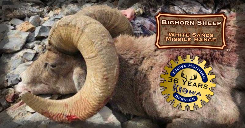 Bighorn sheep trophy