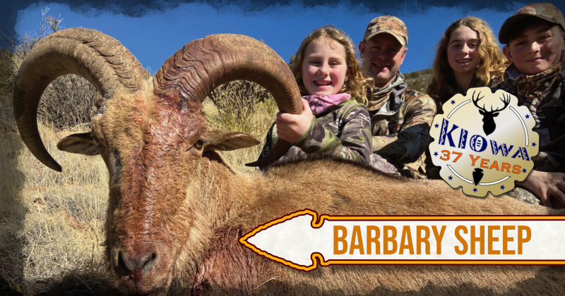 Kiowa Barbary Sheep Trophy