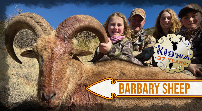 Kiowa Barbary Sheep Trophy