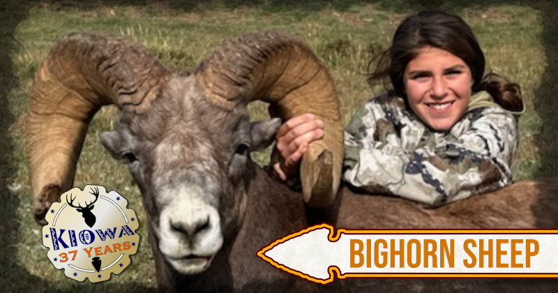 Kiowa Bighorn Sheep Trophy