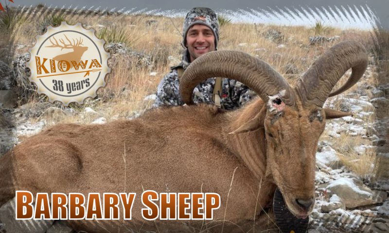 Hunter and Barbary Sheep