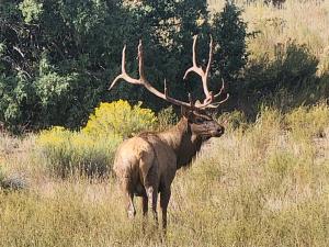 2024 Kiowa elk trophy photo