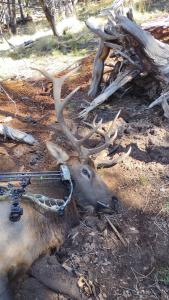 2024 Kiowa Elk trophy photo