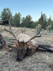 2024 Elk trophy from two day hunt