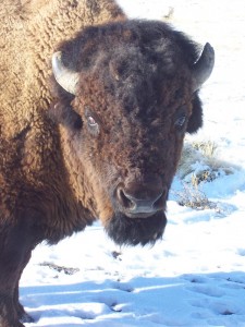 Buffalo002