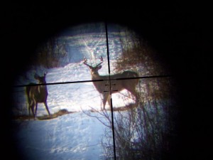 CanadaWhitetail004