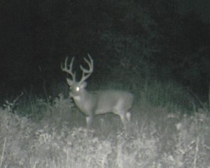 OklahomaWhitetail001